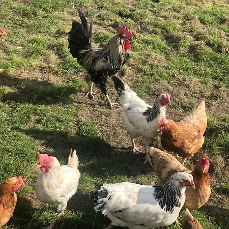Auszeit Mit Weitblick In Der Saechsischen Schweiz - Kleiner Bauernhof Mit Tieren Und Wallbox