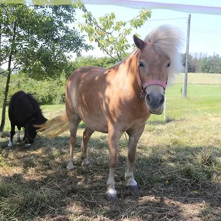 Appartement Auszeit Mit Weitblick In Der Saechsischen Schweiz - Kleiner Bauernhof Mit Tieren Und Wallbox Rathmannsdorf