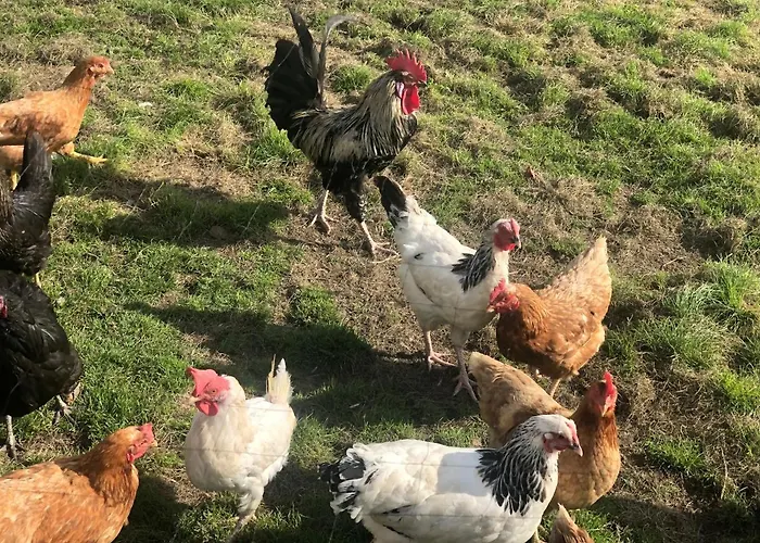 Auszeit Mit Weitblick In Der Saechsischen Schweiz - Kleiner Bauernhof Mit Tieren Und Wallbox