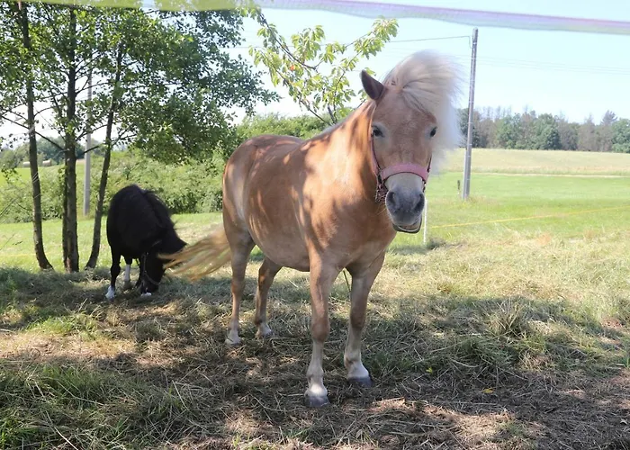 Apartament Auszeit Mit Weitblick In Der Saechsischen Schweiz - Kleiner Bauernhof Mit Tieren Und Wallbox Rathmannsdorf